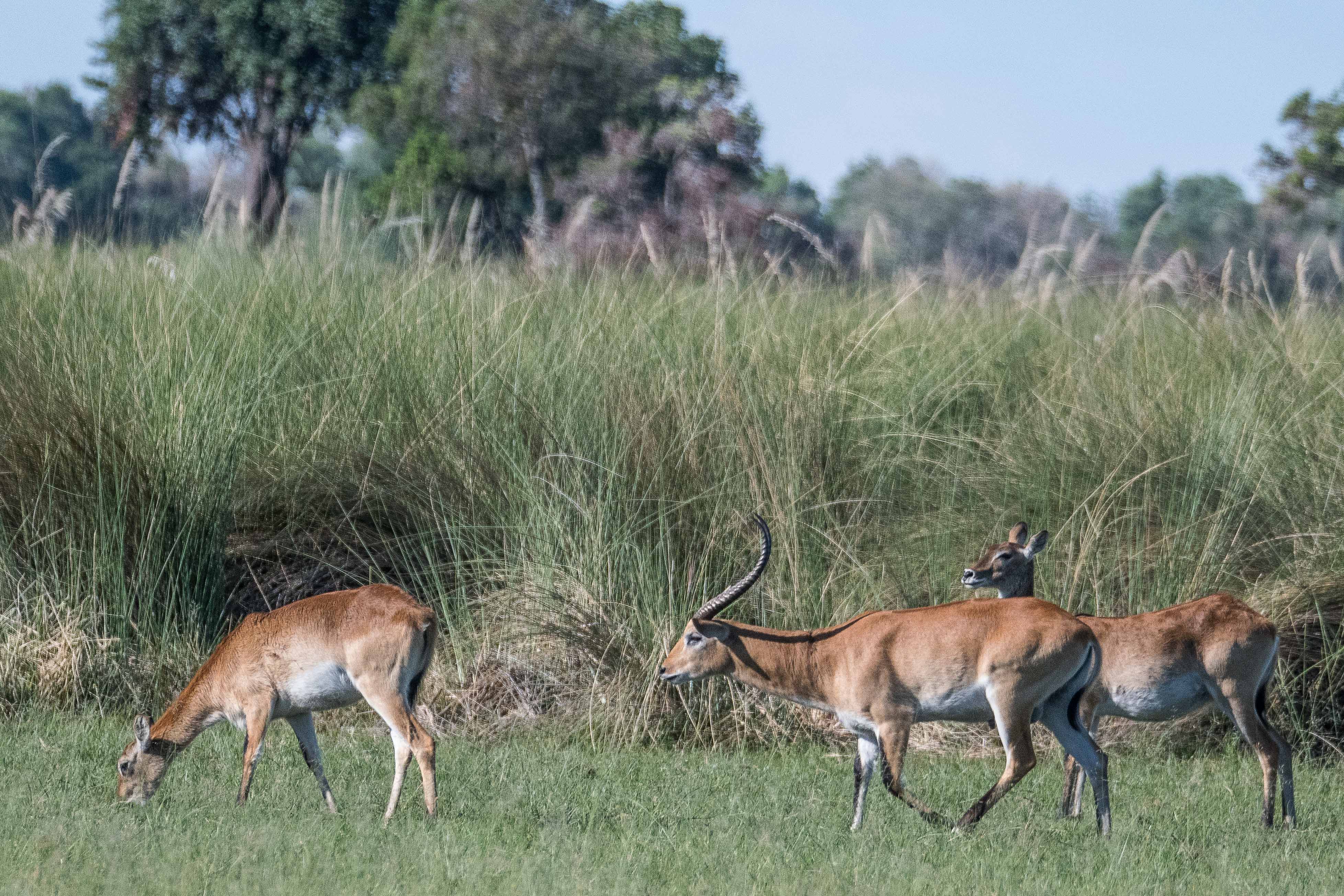 Cobes Lechwe / Lechwes rouges (Red lechwe, Kobus leche ssp leche), mâle adulte avec deux femelles, Shinde, Delta de l'Okavango, Botswana.